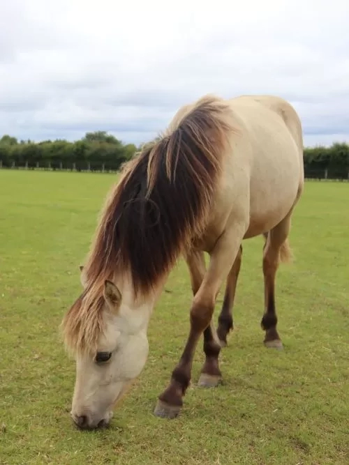 A young pony grazes in a large field of grass.