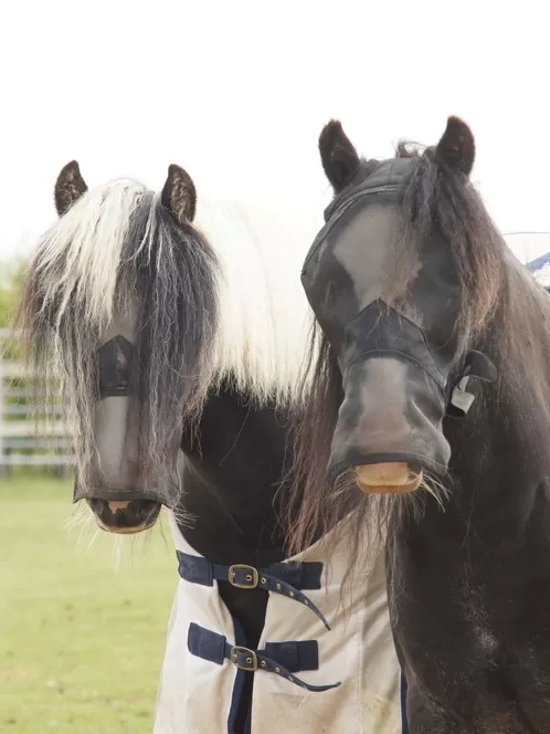 Two ponies wearing fly masks, and one wearing a rug, stand next to each other in their field. They are called Iggy and Moby.