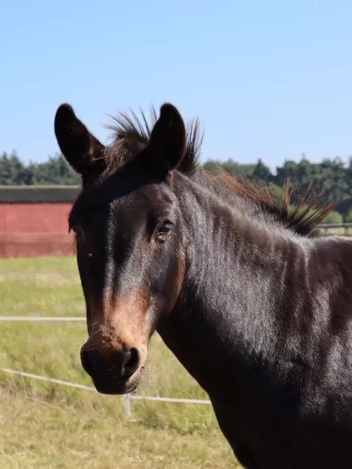 Adoption Star Noah, a brown mule, stands looking at the camera in his grass paddock.