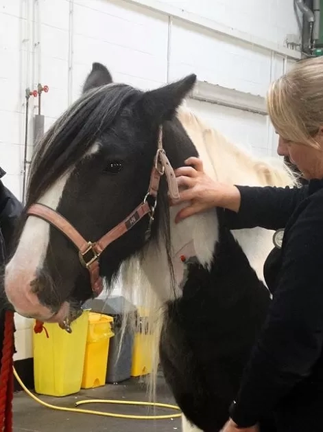 A black and white horse is examined in the Redwings Horse Hospital.