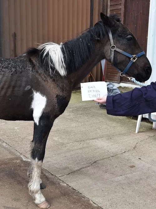 Nimbus, a black and white pony, appearing thin with protruding ribs and a skin condition when he first arrived at Redwings.