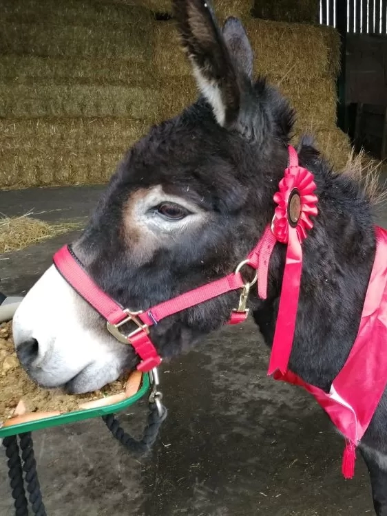 A brown donkey wearing a red headcollar and sash enjoys a donkey-friendly birthday cake.