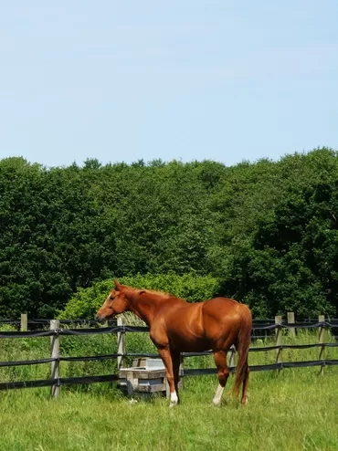 A chestnut horse looks out across her field.