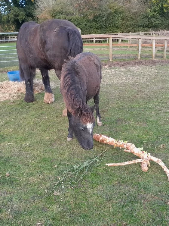 Ruby sniffs a branch covered in different foods