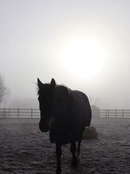 A horse walks across its field in the early morning frost and mist. He is silhouetted against the rising sun in the background.