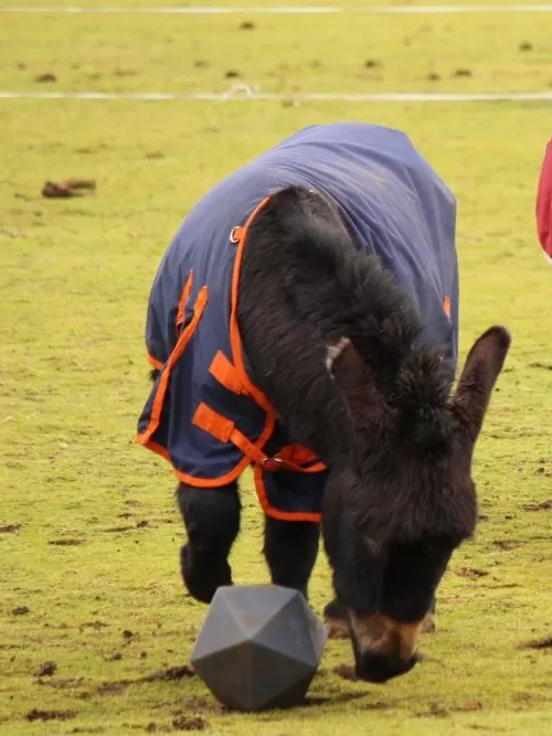 Two donkeys in their are playing with treat balls.