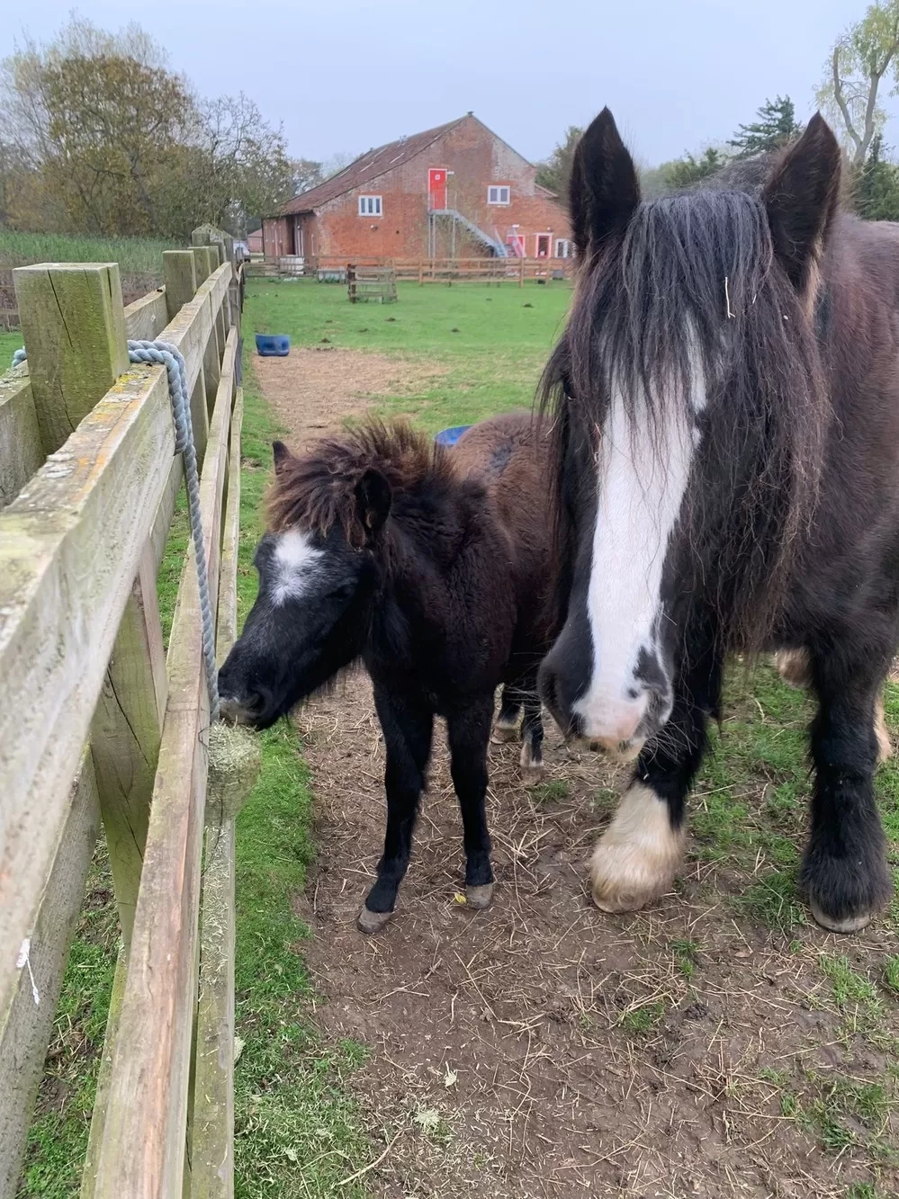 Ruby and Cilla