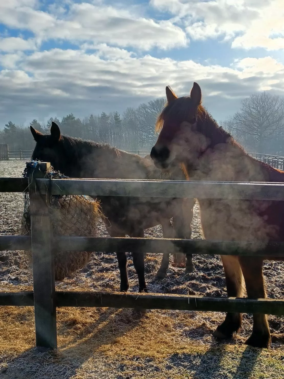 Two horses are enjoying a haynet in their field. It's a cold, winter day and their breath is creating mist.