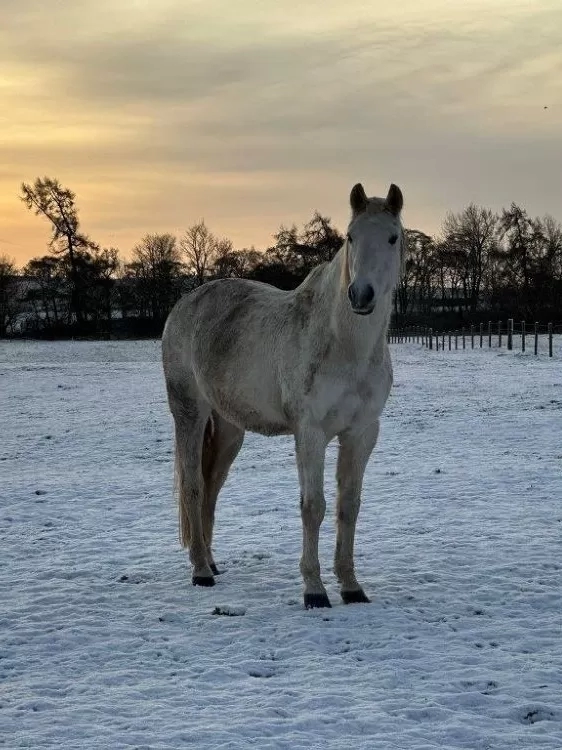 A horse stands in a snowy field with the sun going down behind them.