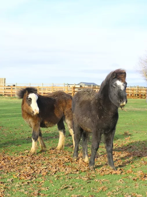 Two foals stand near their foster mum in a grass paddock.