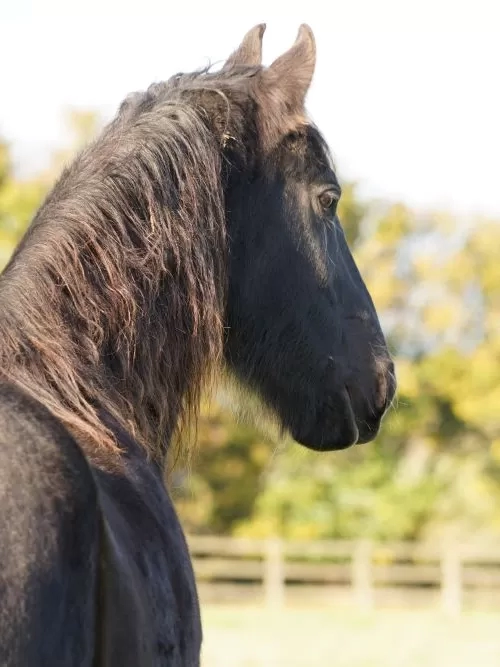 A stunning black horse looks over their grass paddock in the autumn sunlight.