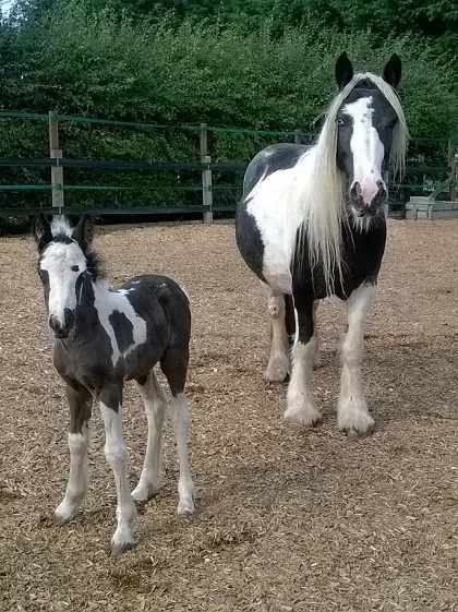 A pony stands with her foal in a woodchip paddock at Redwings.