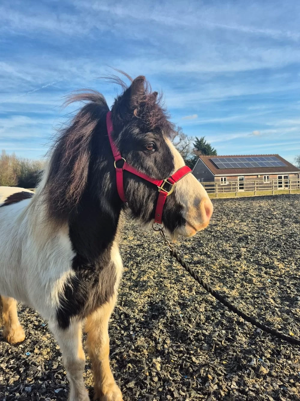 Head of Piebald Pony