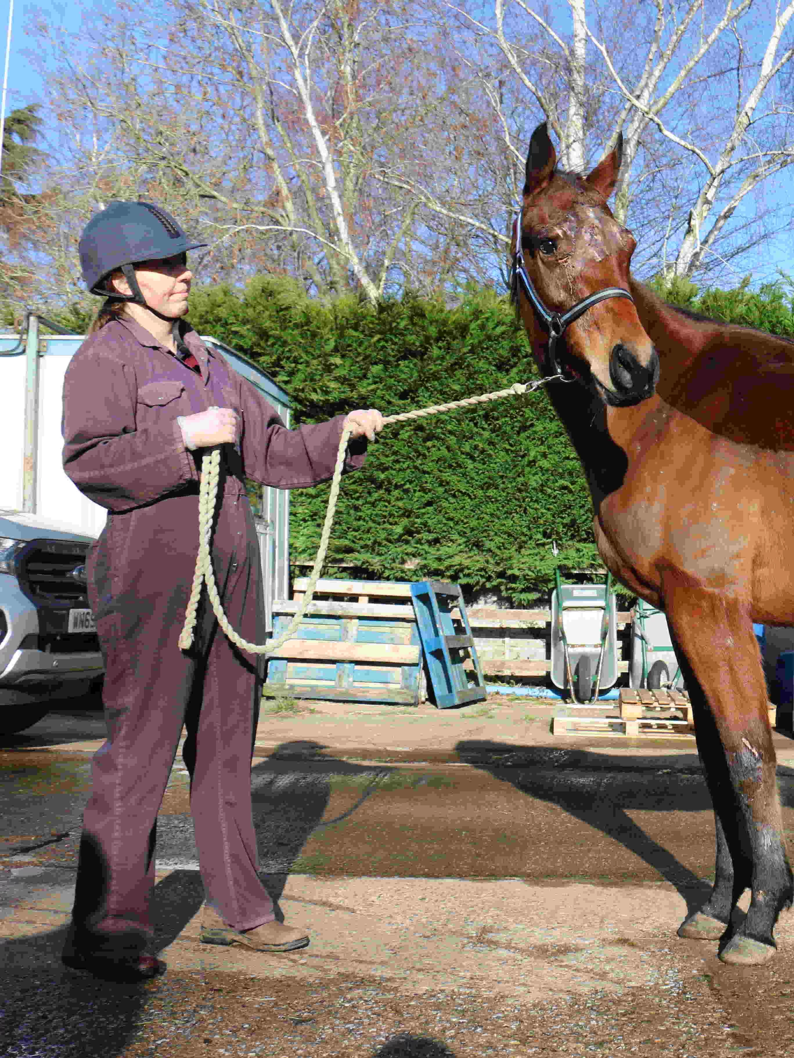 A horse with a bandage on its leg and facial injuries stands with its handler