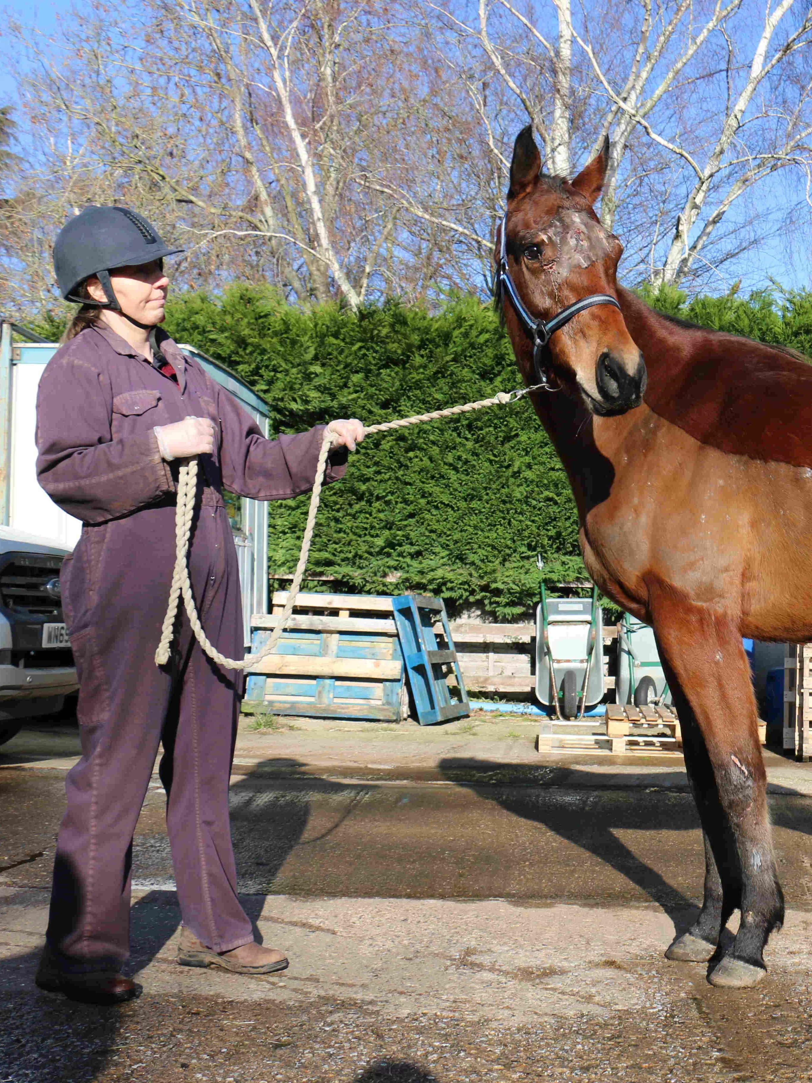 Glorious standing at Redwings wearing a bandage on her leg