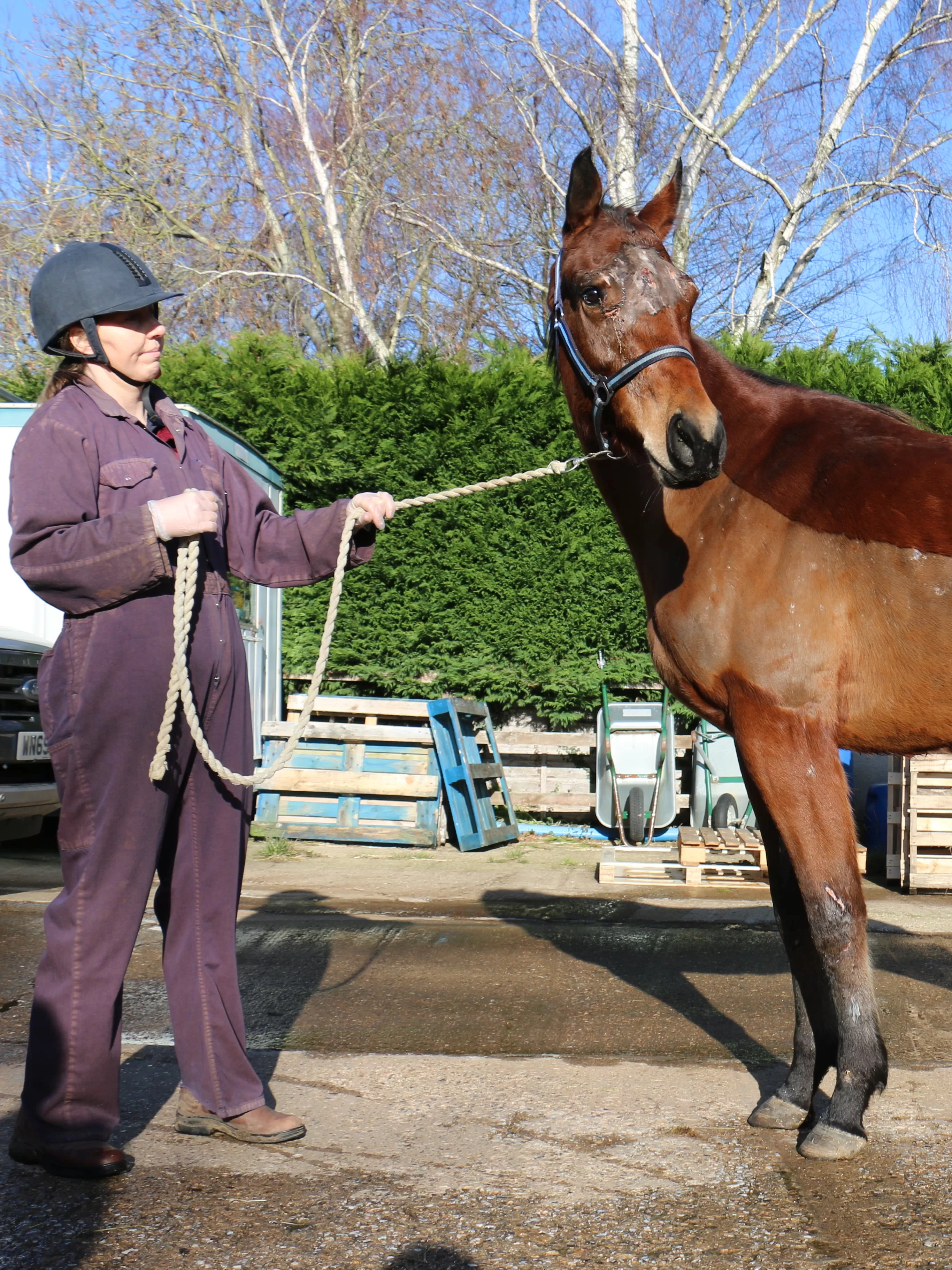 Horse standing with leg bandaged with a handler