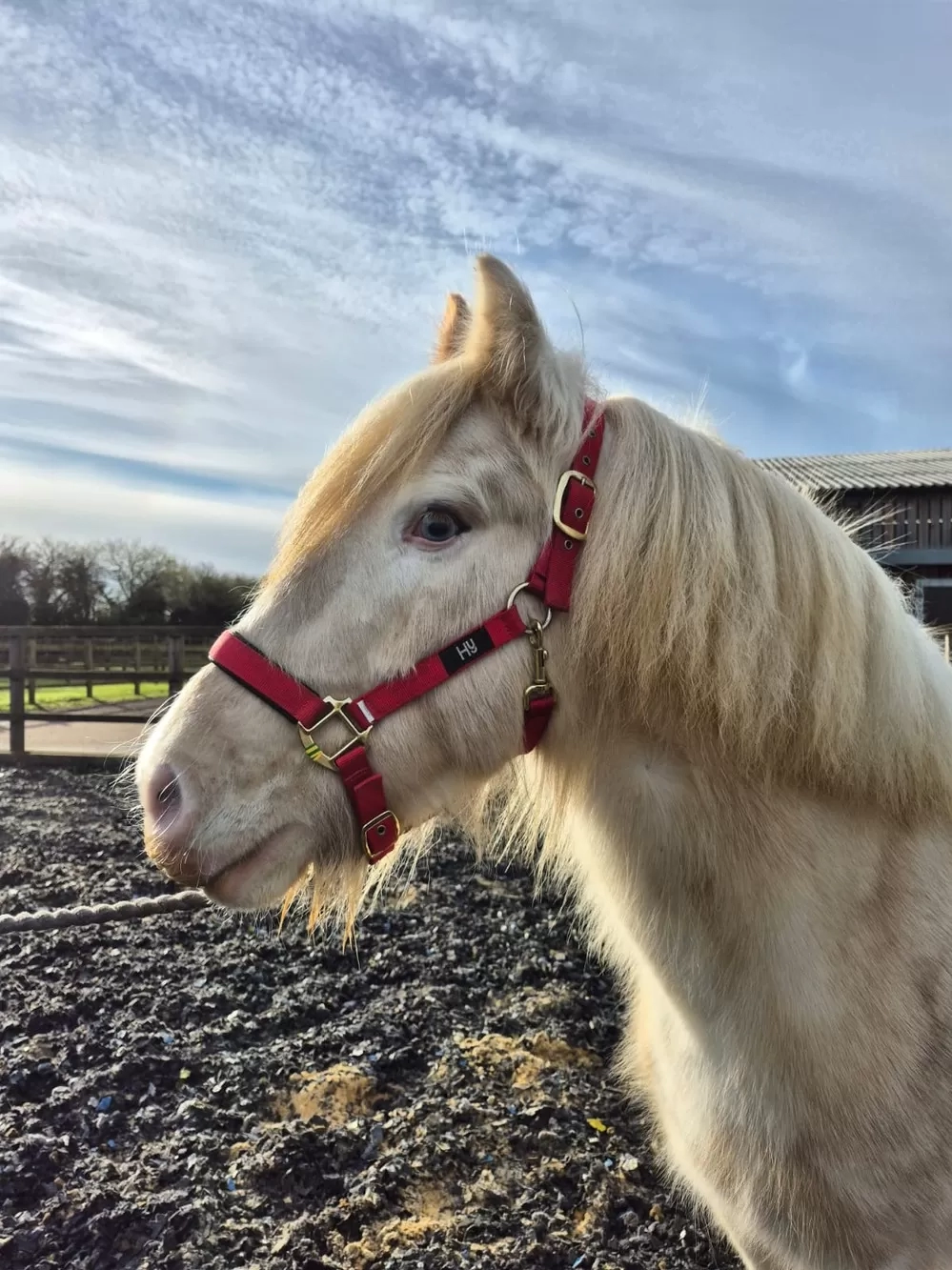 Head of a pony