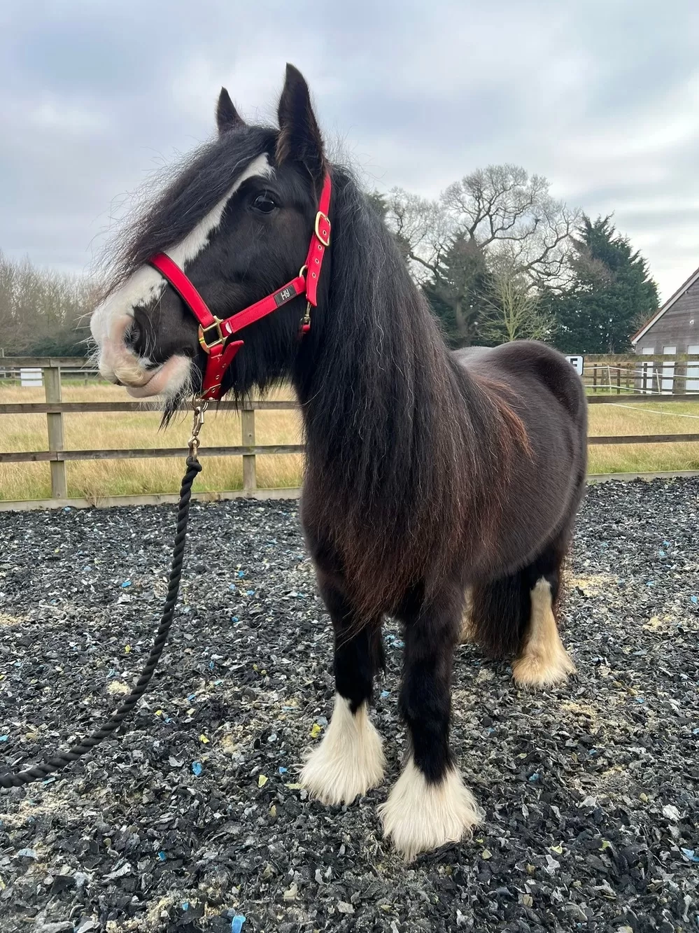 Black cob horse