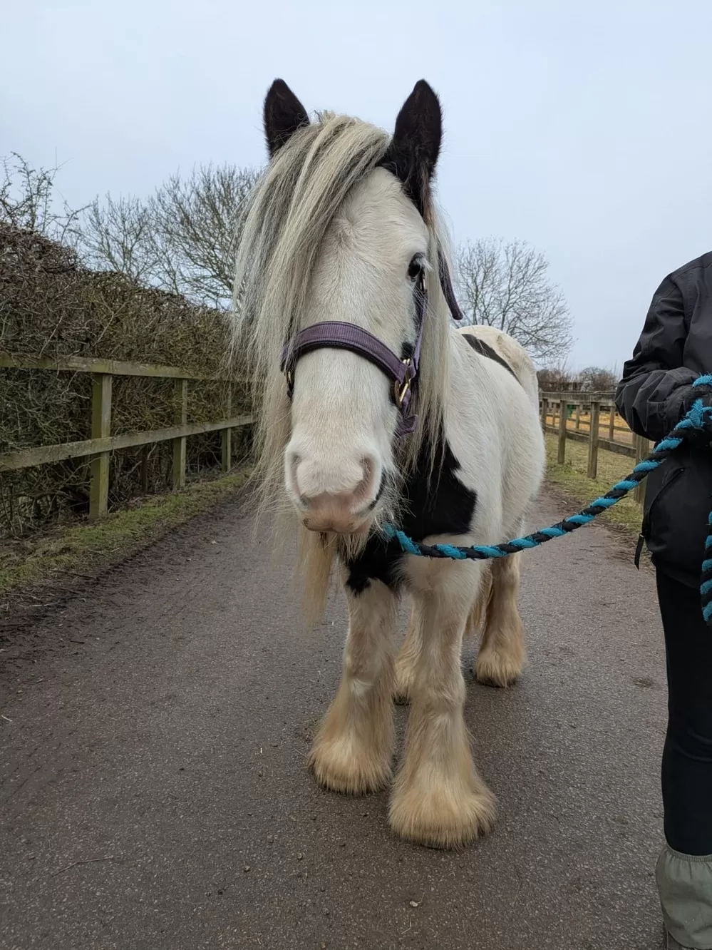 Horse looking towards you