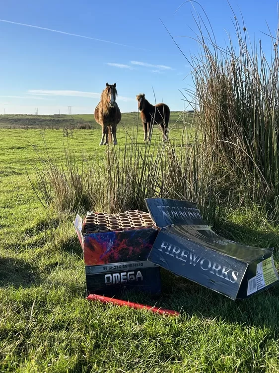 Horses standing in front of old boxes of fireworks