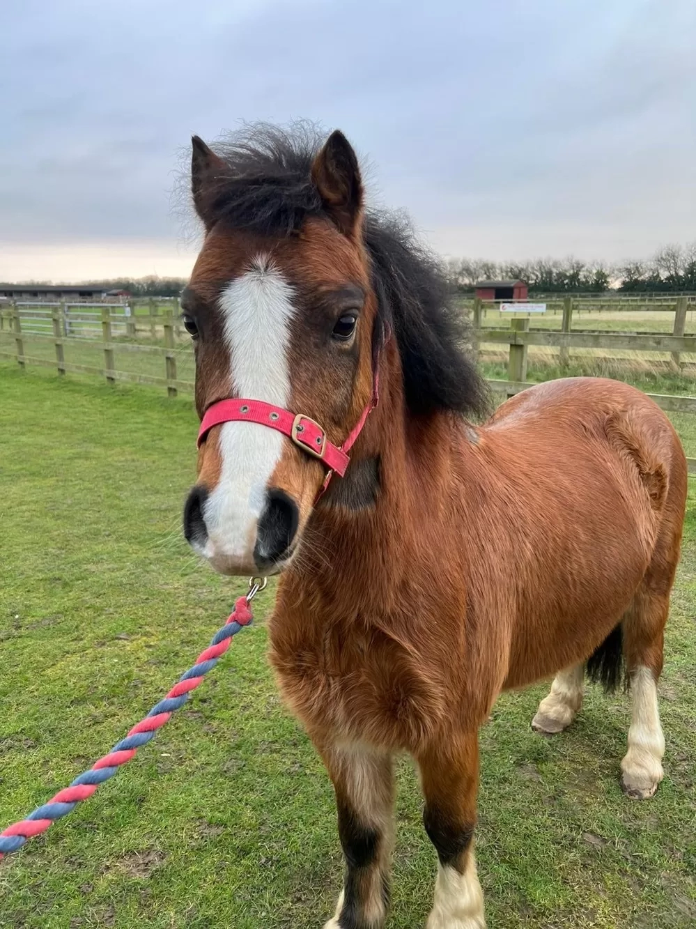 Bay pony front view