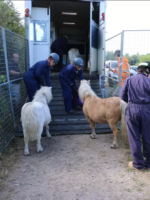 Three Redwings team members are leading three Shetland ponies onto the ramp of a horsebox