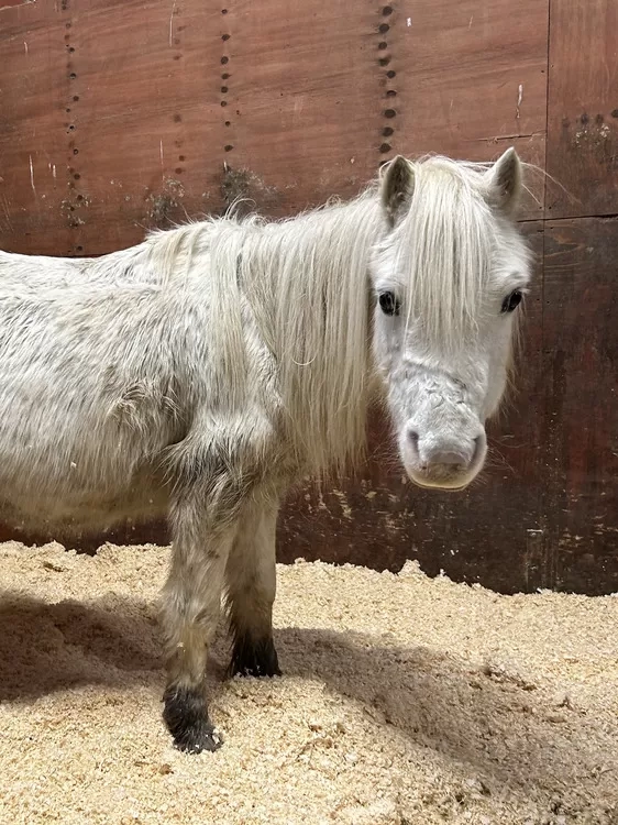 A very skinny grey pony is turning her head to look at the camera