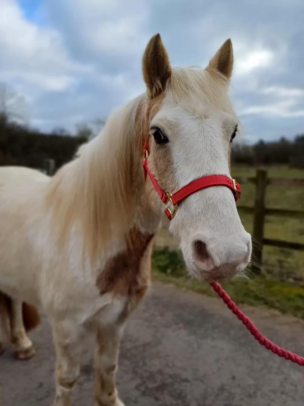 Skewbald pony face