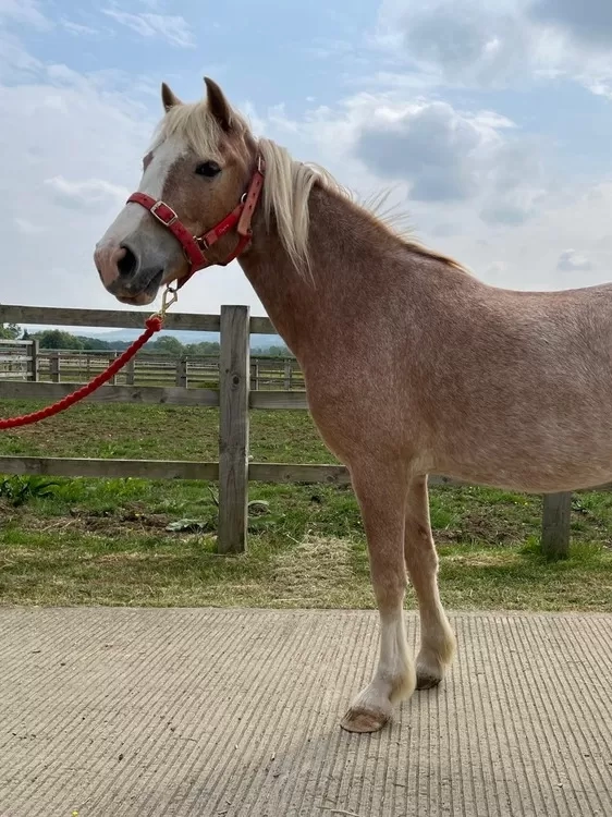 Chestnut pony side view