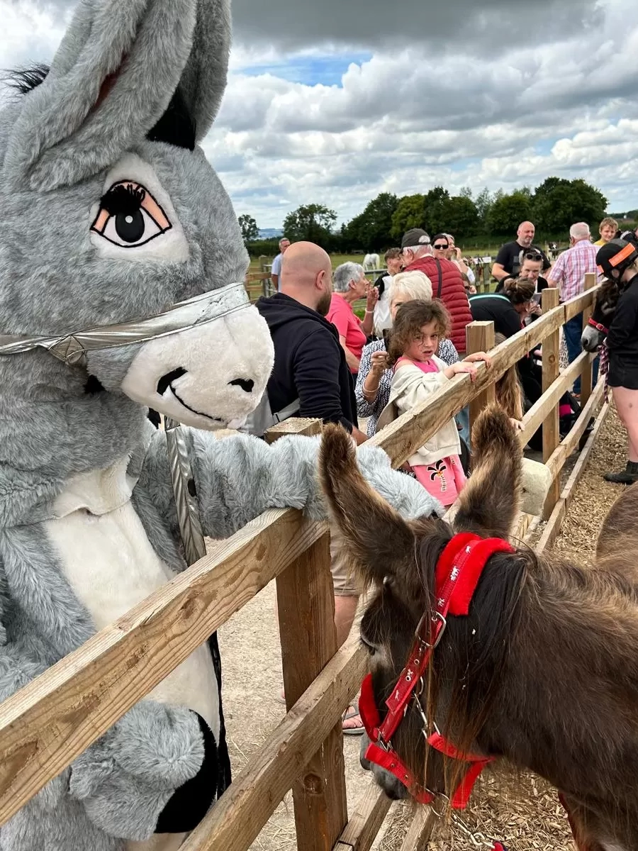 A donkey mascot is stroking the ears of a real donkey over the fence