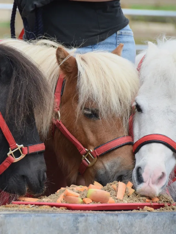 Photo of three Shetland ponies eating a horsey birthday cake.