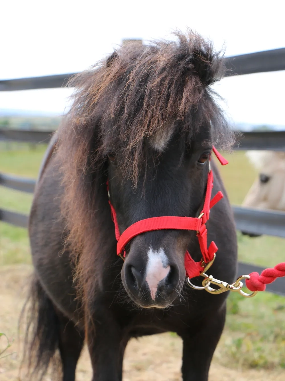 A small black Shetland pony looking at the camera wearing a red headcollar 