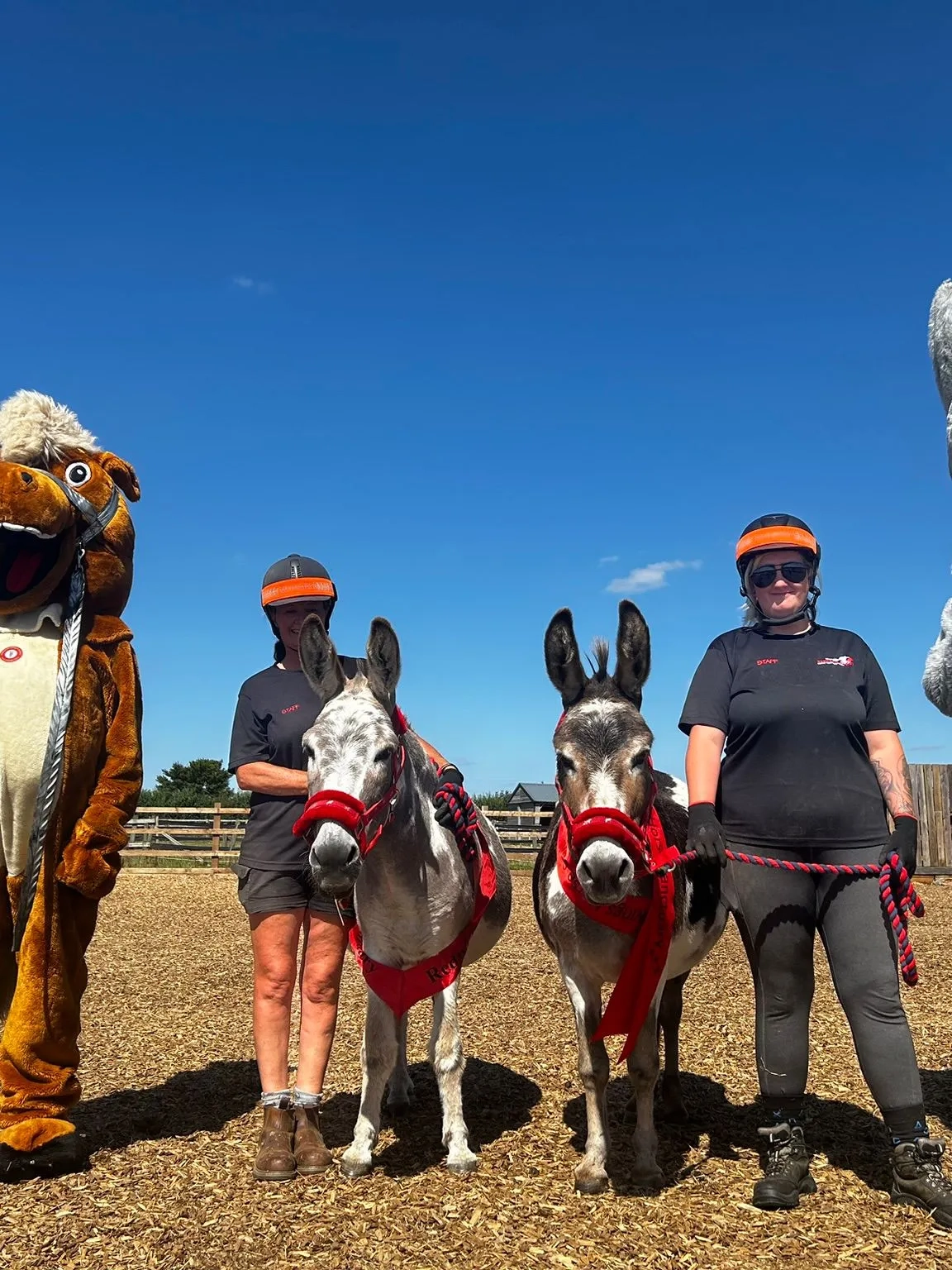Photo of two donkeys stood with their carers, with Redwings mascots Red (a horse) and Wings (a donkey).