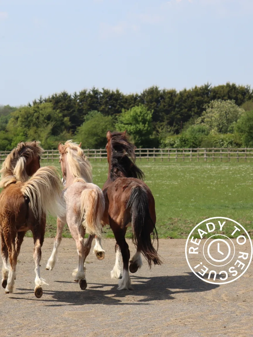 Three ponies trotting onto a grass paddock.