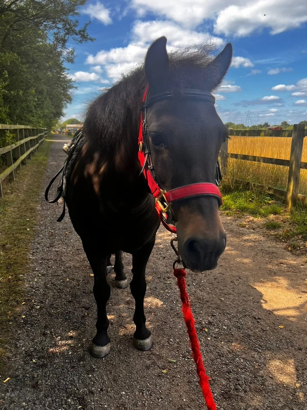 Bay pony