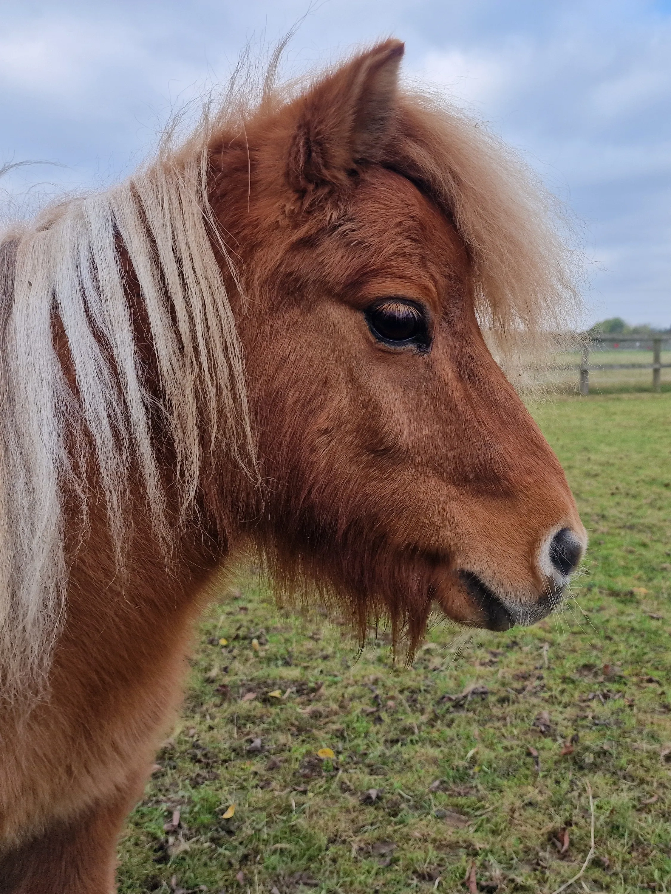 Photo of Shetland pony Baby Face Nelson, he is stood side on to the camera. 