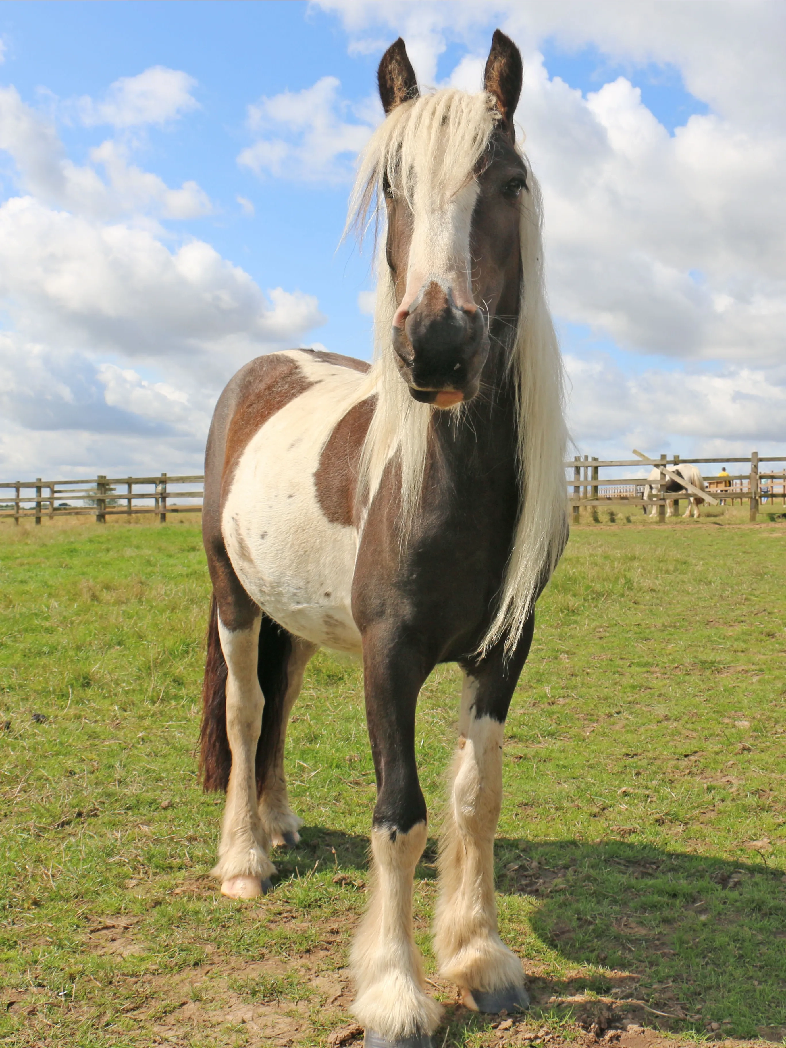 A photo of Pickle the cob stood in her field.