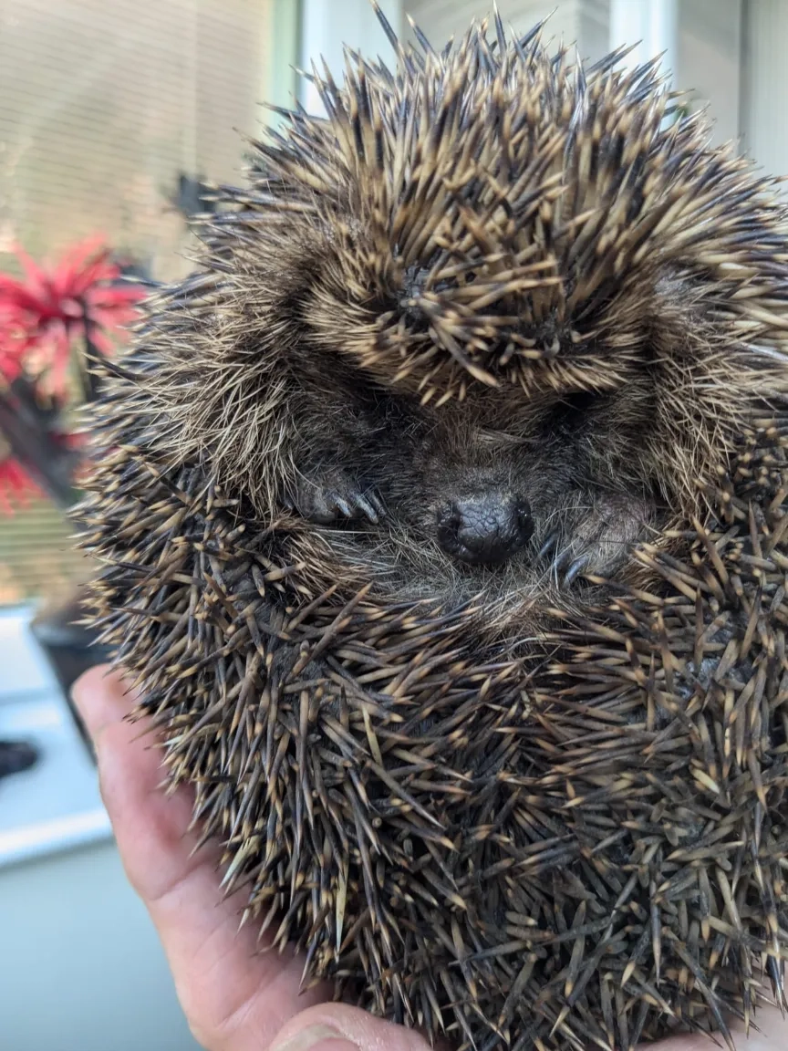 Three photos of hedgehogs, two small ones on the left and right, and an adult in the middle.
