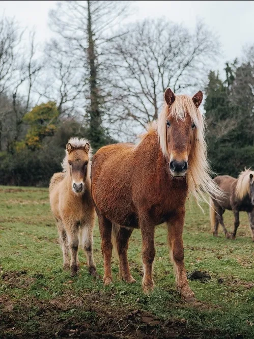A chestnut mare and foal