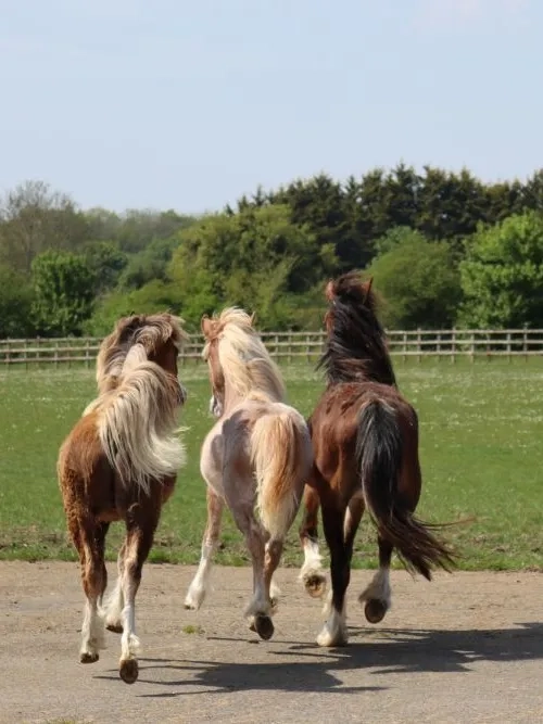 Bonnie, Tyler and Jones arriving at Hapton 