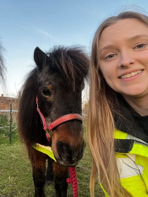 Photo of ponies Dennis and Merry with their Guardian Kristi