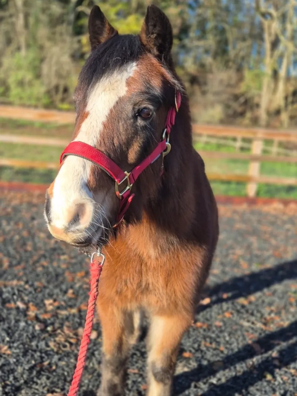 Cute bay pony with big brown eyes and white blaze