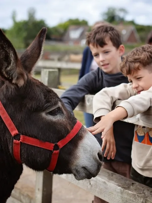 Two boys are stroking Wiggins the donkey over a fence
