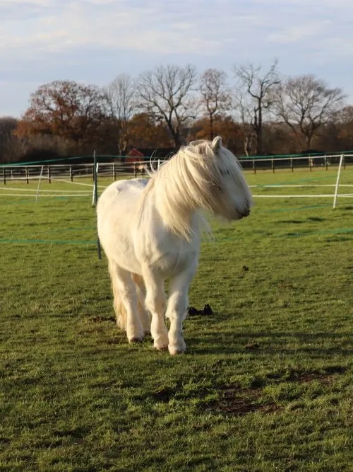 Will the cob stood in a field at Redwings Caldecott