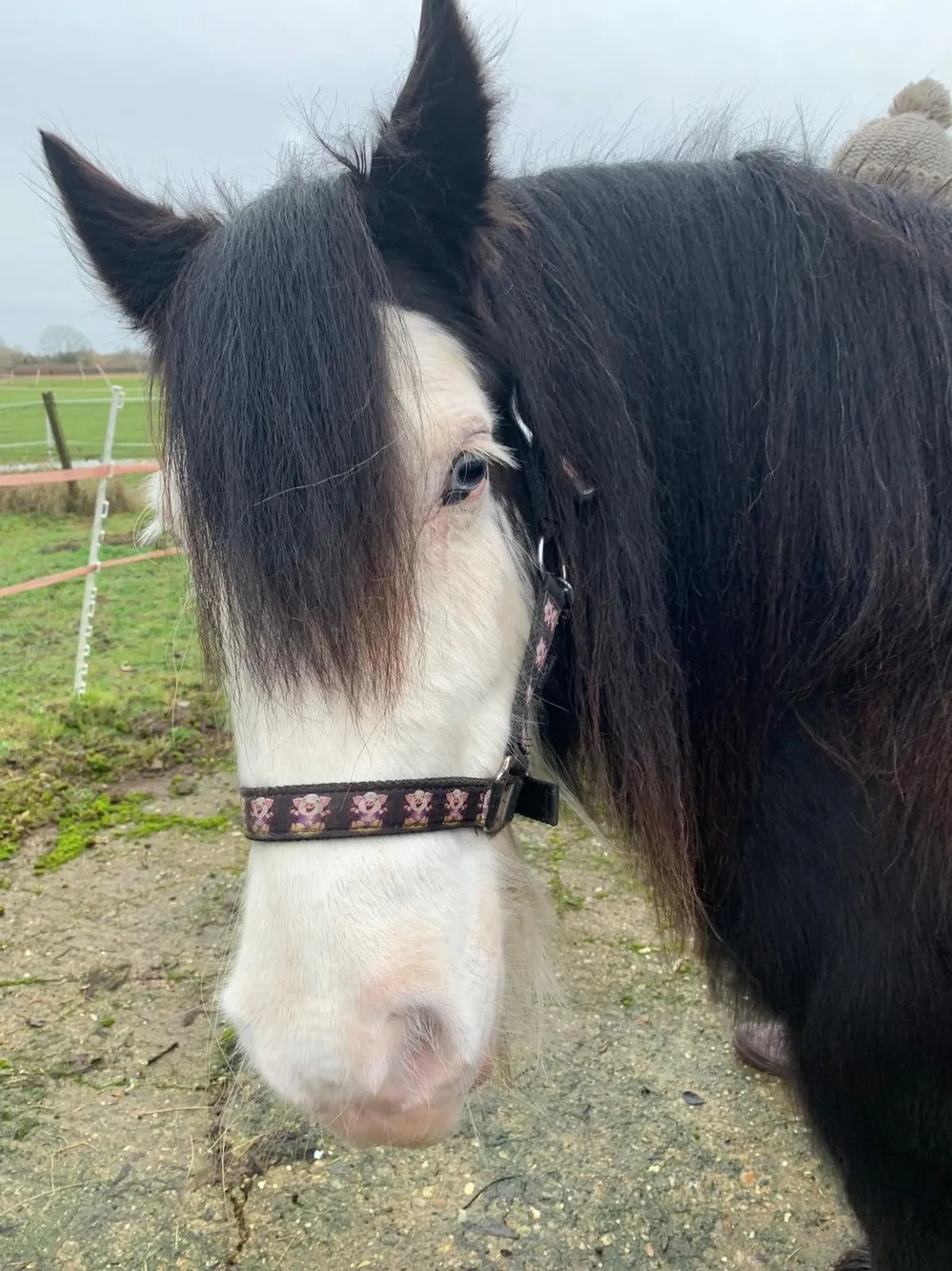 Black pony with a white face