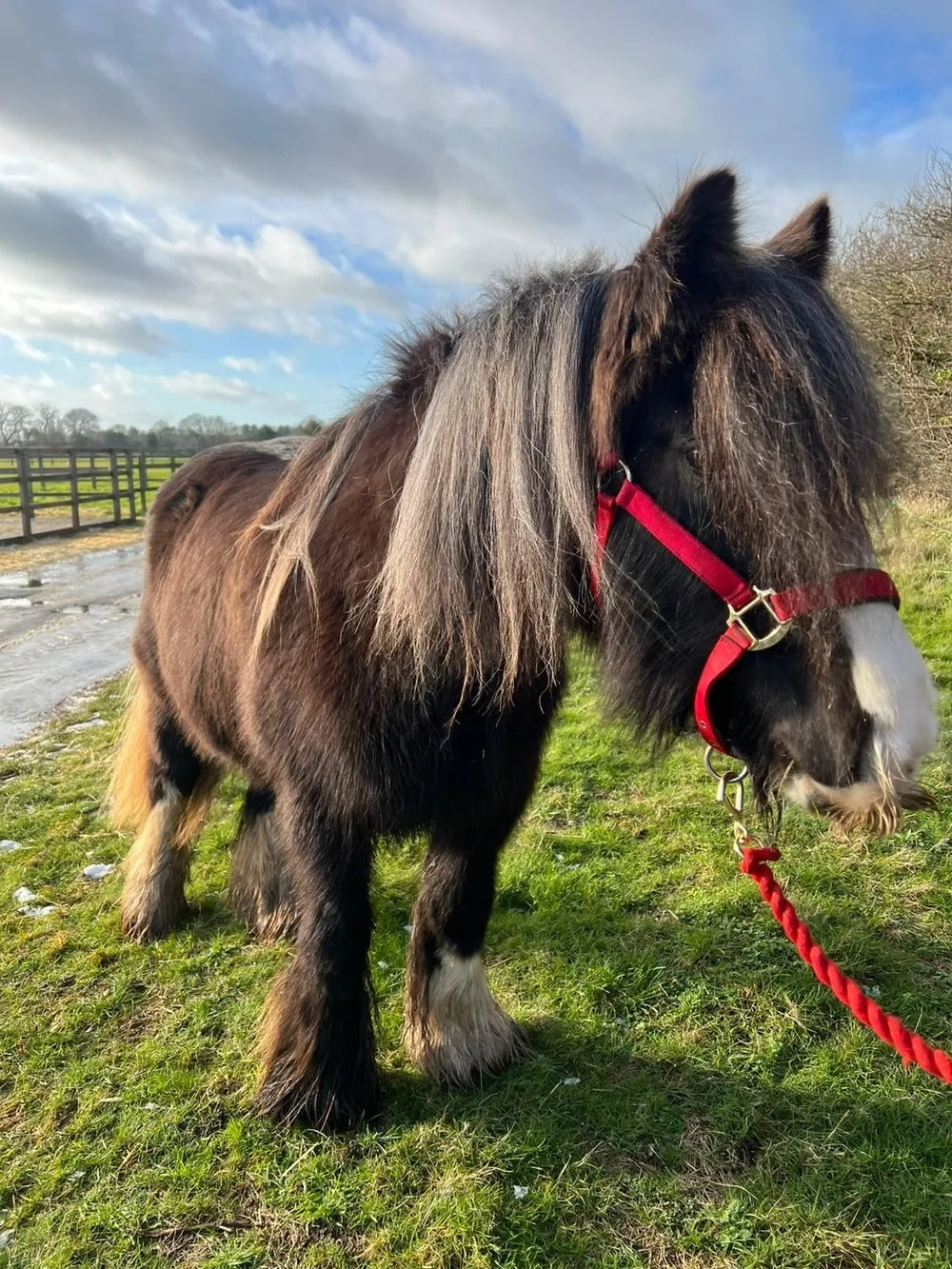 Fluffy black cob, long mane