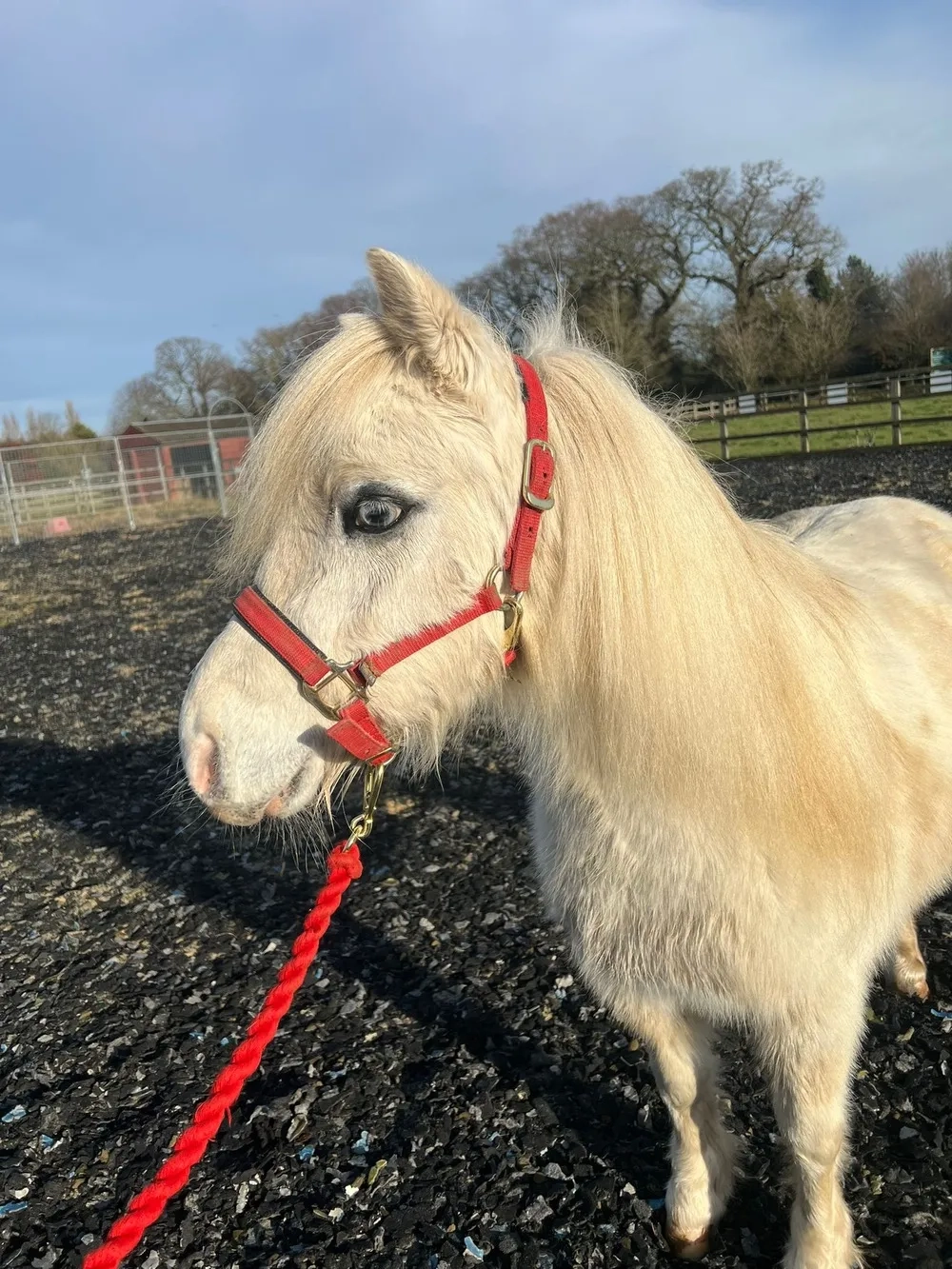 Red head colour, pretty pony, grey mare