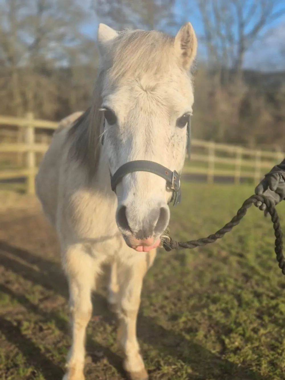 Cute pony, dark eyes