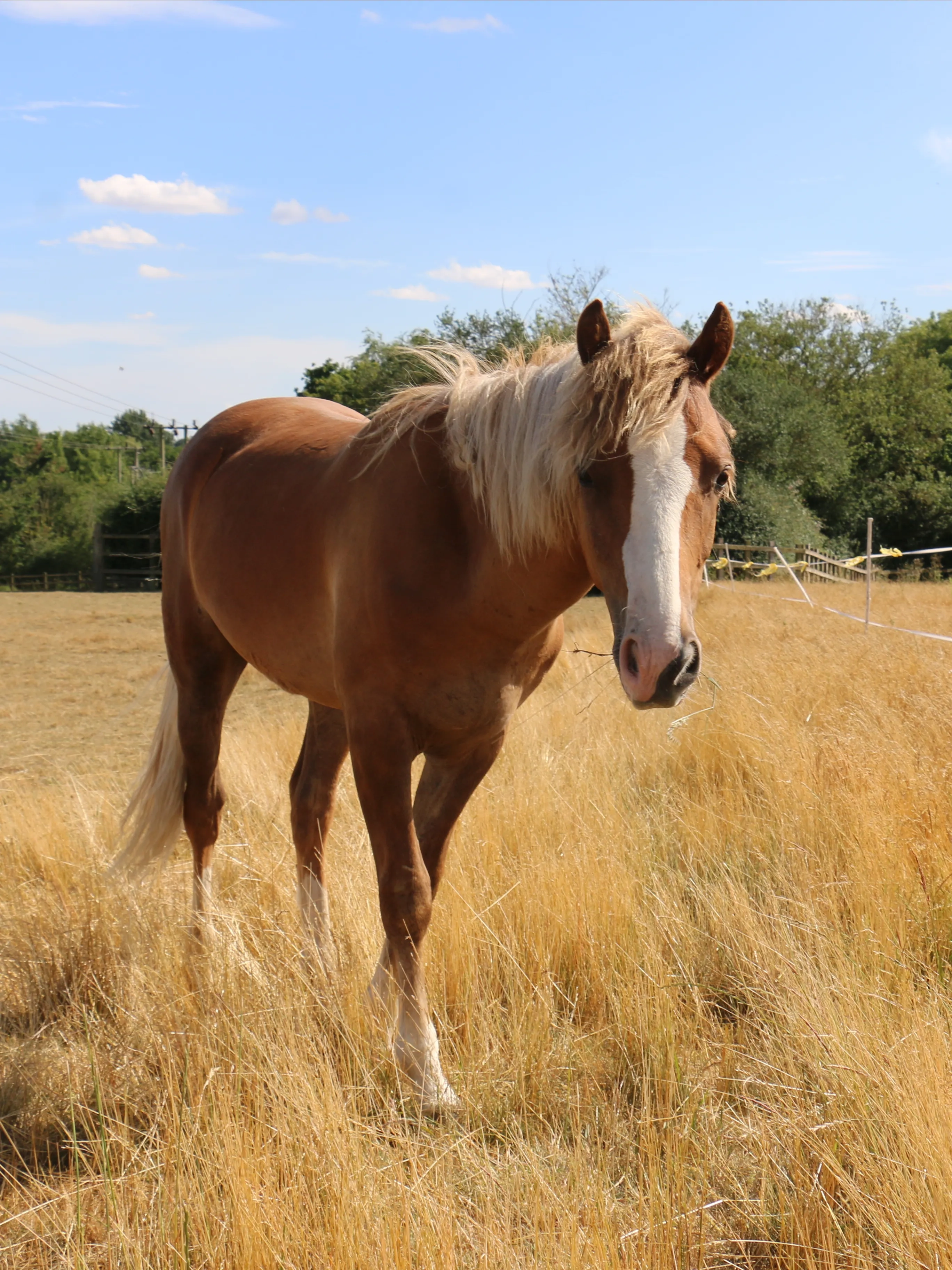 Photo of Tom the pony stood in a field in sunshine.