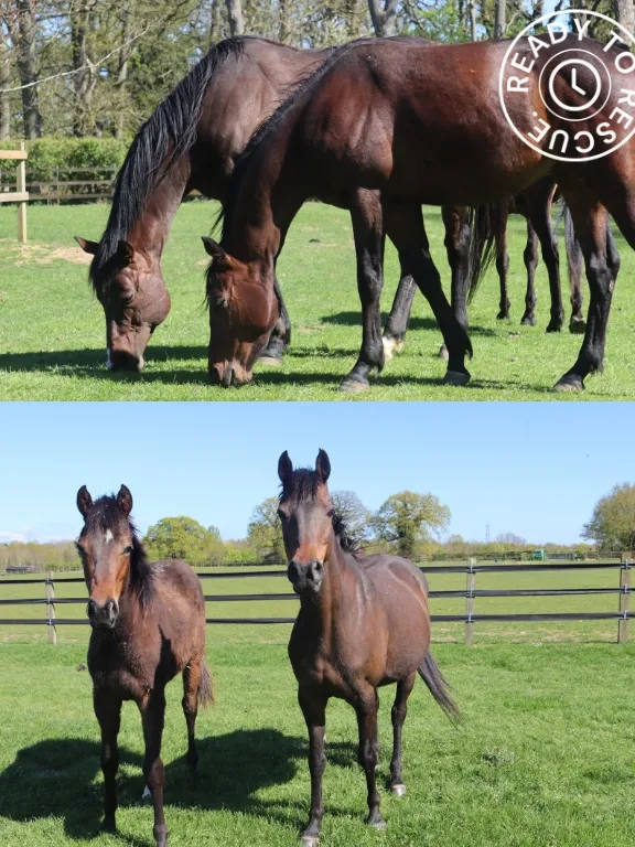 On the left is a photo of colt Hermes when he was rescued. On the right are two photos of the thoroughbreds at Redwings, looking healthy and out on grass.